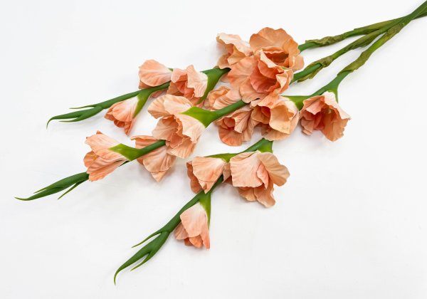 Гладиолус "Цветочный калейдоскоп" персиковый