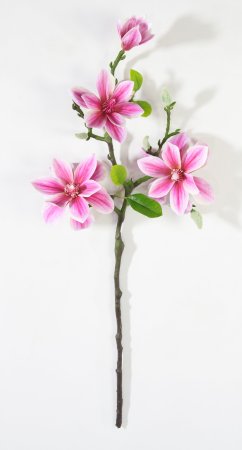 Ветка магнолии с розовыми цветами