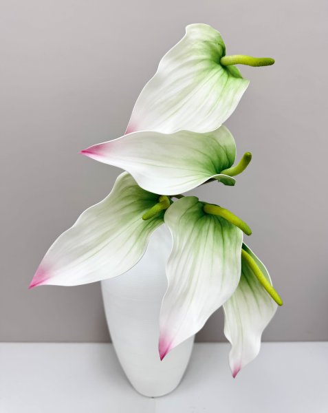 Антуриум белый