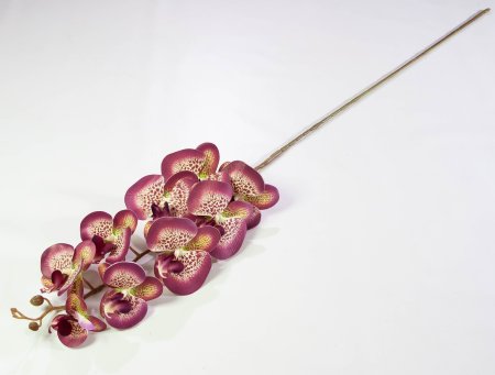 Ветка орхидеи 29