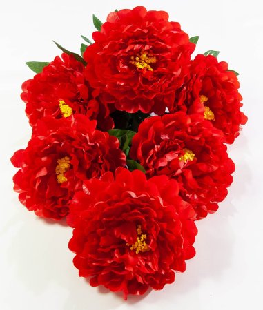 Пион Звездопад 6 цветков