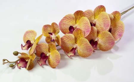 Ветка орхидеи 30