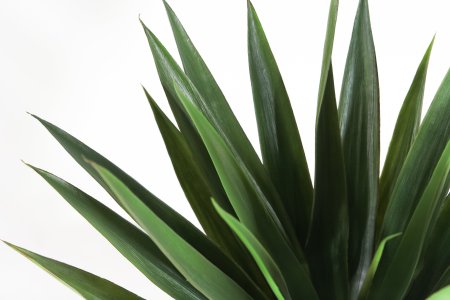 Агава Десметиана (БЕЗ КАШПО) 28 листов