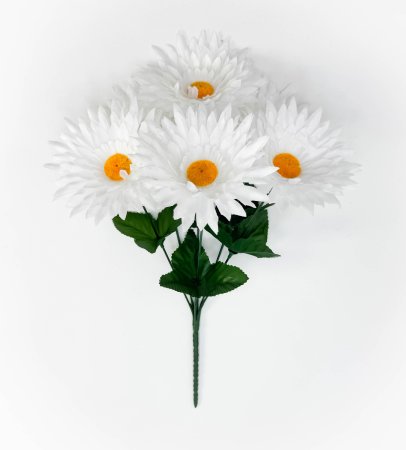 Ромашка Луговая красавица 6 цветков