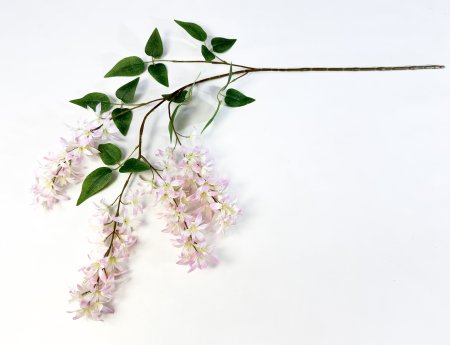 Глициния шелковистая светло-розовая