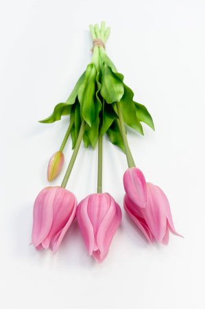 Тюльпан "Триумф" светло-розовый