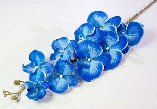 Ветка орхидеи 24 от магазина KALINA являющийся официальным дистрибьютором в России 