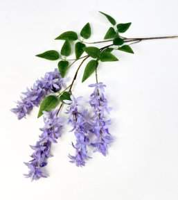 Глициния шелковистая сиреневая