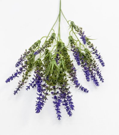 Лаванда Бичвуд Блю высокая