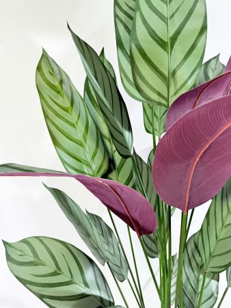 Калатея Маджестика 160 см