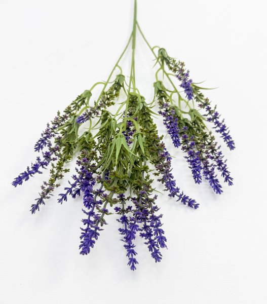 Лаванда Бичвуд Блю высокая