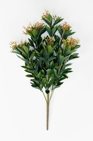 Каланхоэ оранжевый