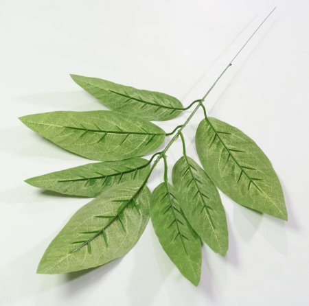 картинка Лист манго от магазина KALINA