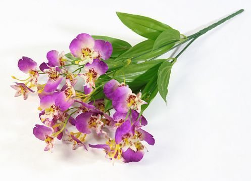 Орхидея "Милашка"  от магазина KALINA являющийся официальным дистрибьютором в России 