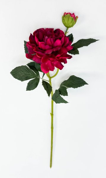 Пион "Герцогиня"