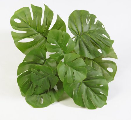 картинка Монстера Дырявая от магазина KALINA