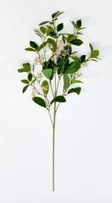 картинка Цеанотус розовый  от магазина KALINA