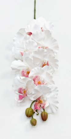 Орхидея "Биг Лип" белая 9 цветков
