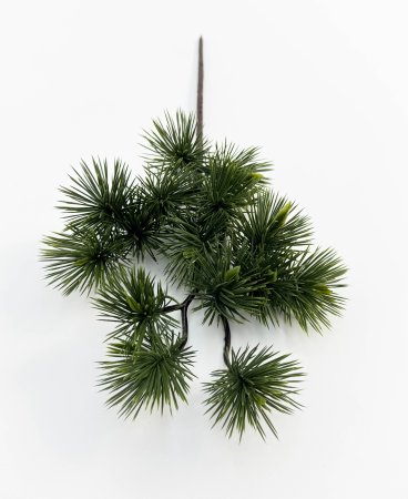 картинка Сосна бонсай темный с крупной хвоей от магазина KALINA