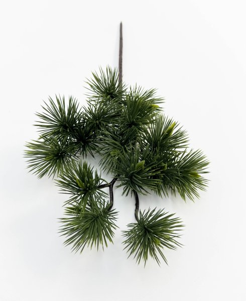 картинка Сосна бонсай темный с крупной хвоей от магазина KALINA