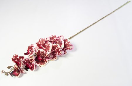 Ветка орхидеи 43