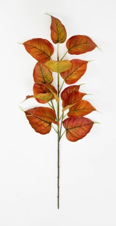 Тополь осенний