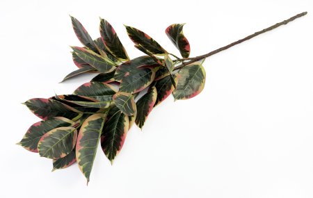 картинка Ветка фикуса Эластика Белиз 29 листов от магазина KALINA