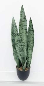 Сансевиерия трёхполосная Сильвер Мист 60 см