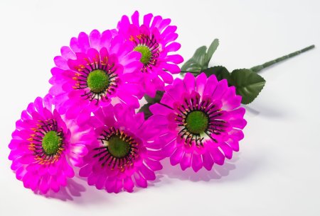 Букет ромашек "Паприка" 5 цветков