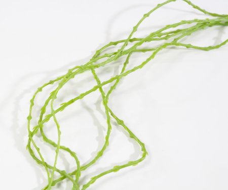 картинка Кринум от магазина KALINA