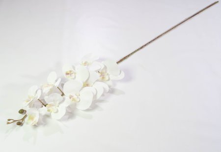 Ветка орхидеи 16