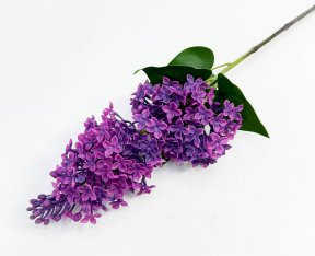 Сирень "Пышный цвет" фуксия