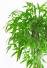Куст бамбука с густой кроной 160 см