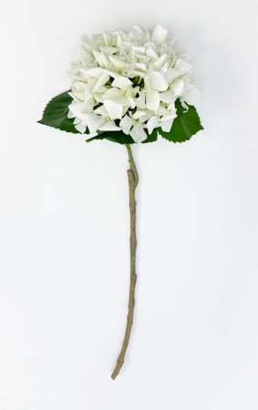 Гортензия «Молочный сорбет» 