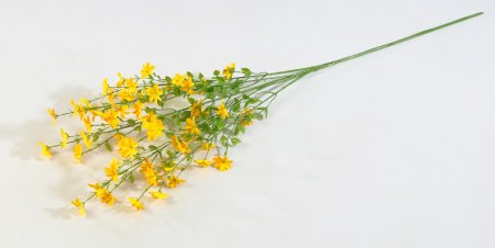 Левкорина желтая