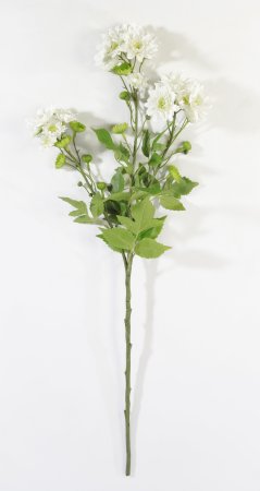 Ветка хризантемы кустовой белой