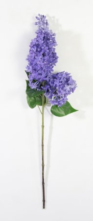 Ветка сирени фиолетовая