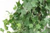 картинка Английский плющ ампельный от магазина KALINA