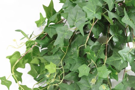 картинка Английский плющ ампельный от магазина KALINA