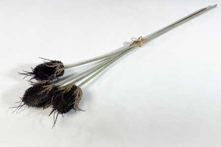 Эрингиум крупный коричневый