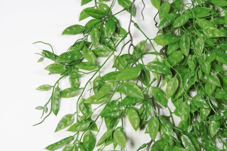 картинка Ветка горошка от магазина KALINA