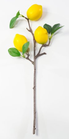 Ветка с плодами лимона