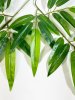 картинка Лист бамбука крупный от магазина KALINA