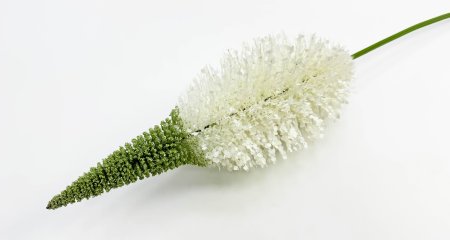 Эремурус "Белый пушистик"