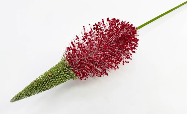 Эремурус "Бордовый пушистик"