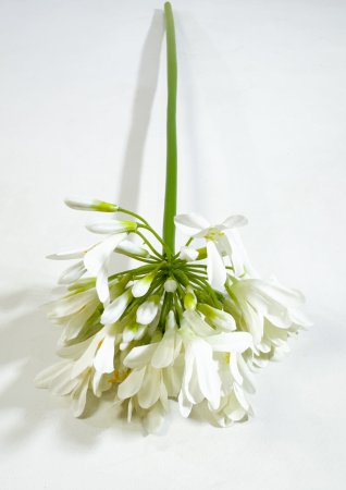 Агапантус белый