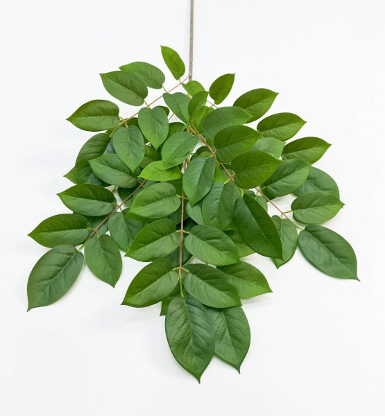 картинка Ветка гуавы высокая от магазина KALINA