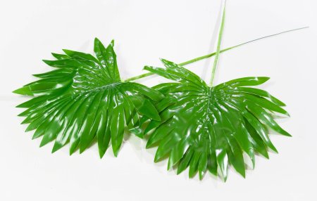 картинка Лист вашингтонии 2 от магазина KALINA