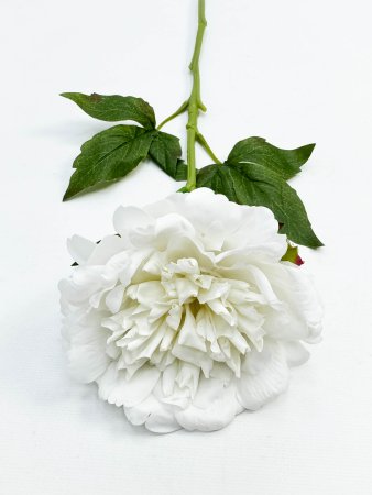 Пион "Облако нежности" молочный