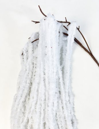 Амарант хвостатый белый